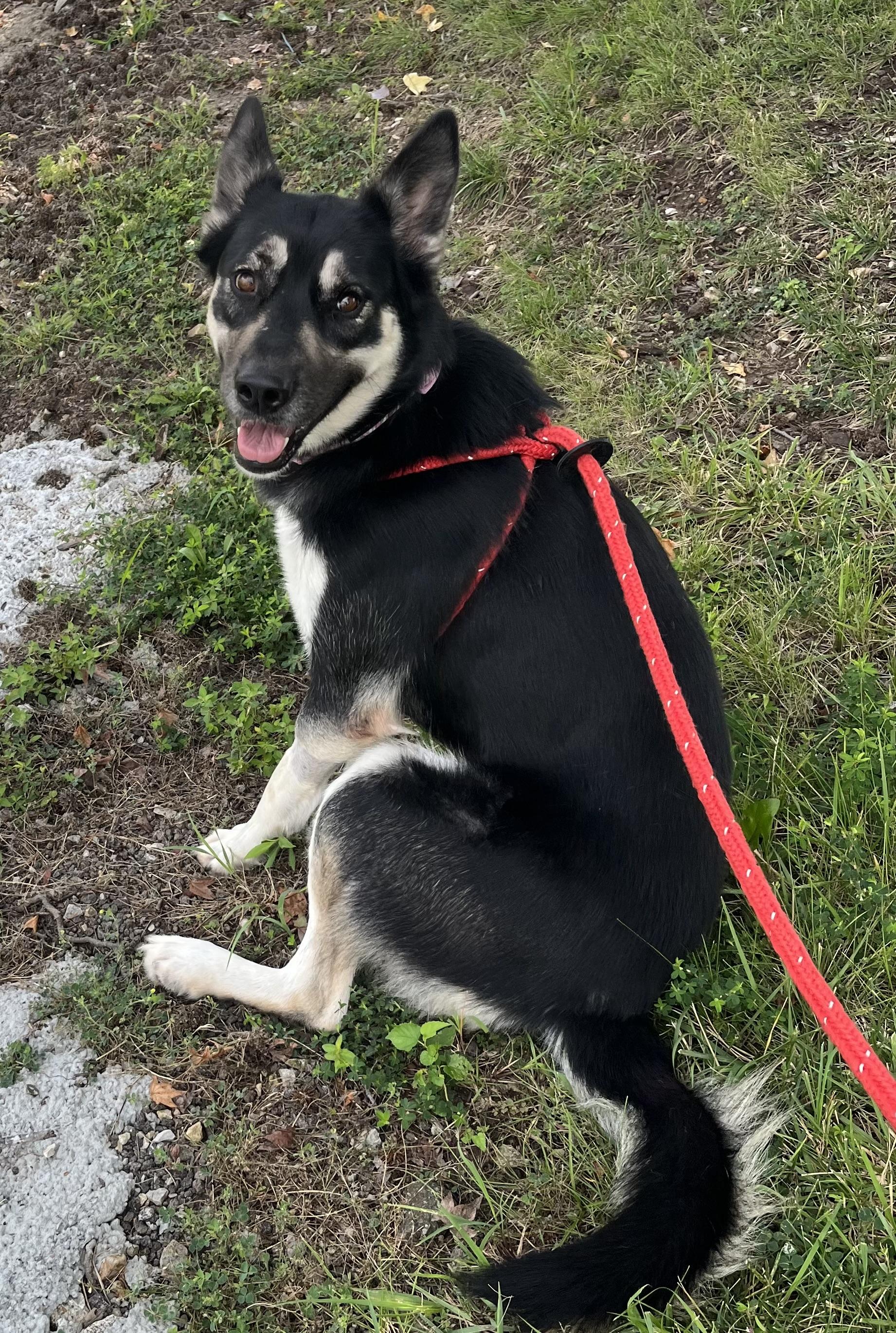 Enlarge Skylar, a Adoptable mixed breed in Chesterfield, MO image 5/6