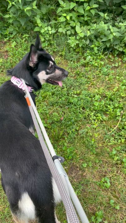 Enlarge Skylar, a Adoptable mixed breed in Chesterfield, MO video 2/6
