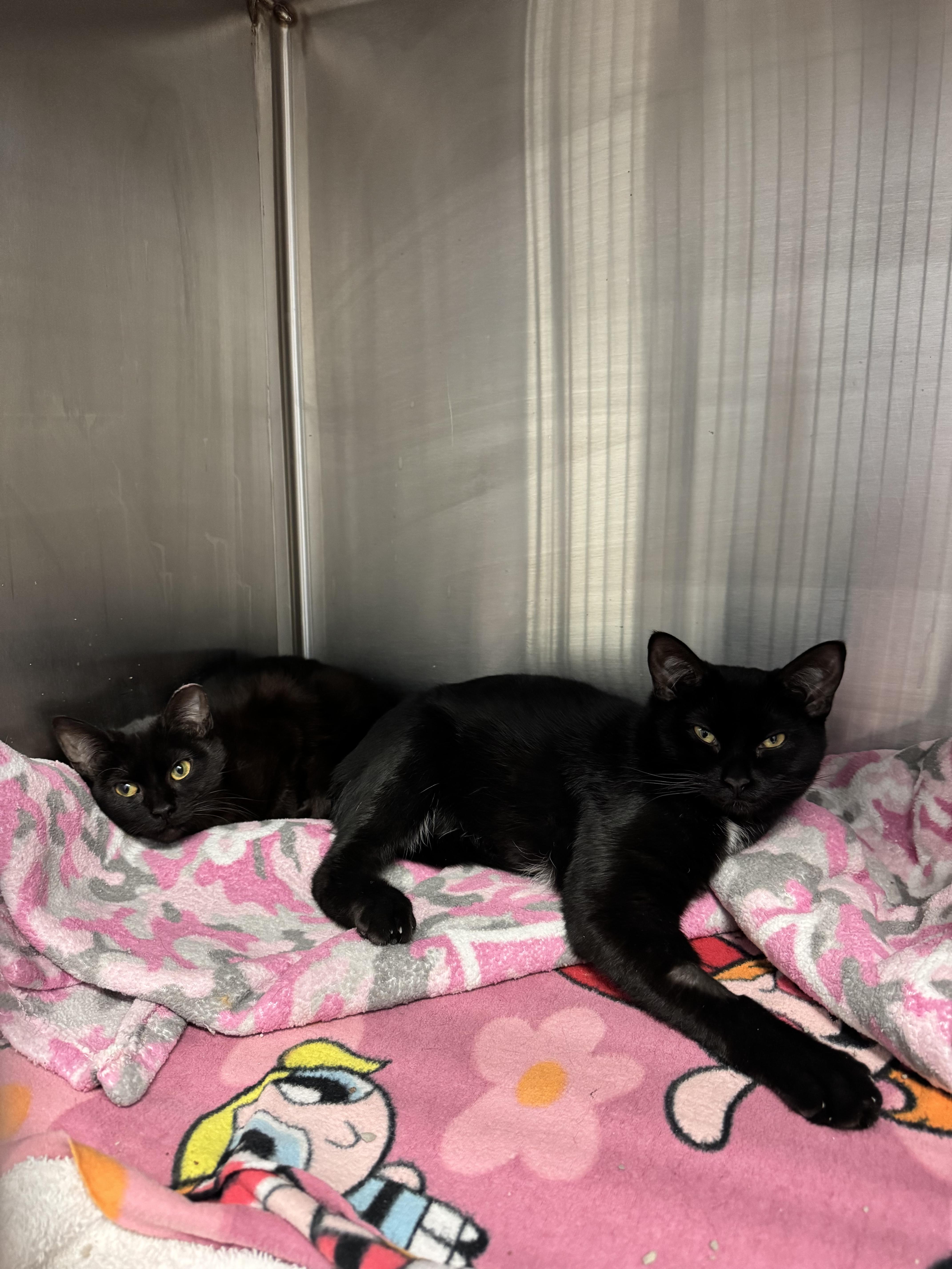 Enlarge Norma, a Adoptable Domestic Short Hair in Grand Rapids, MI image 2/3