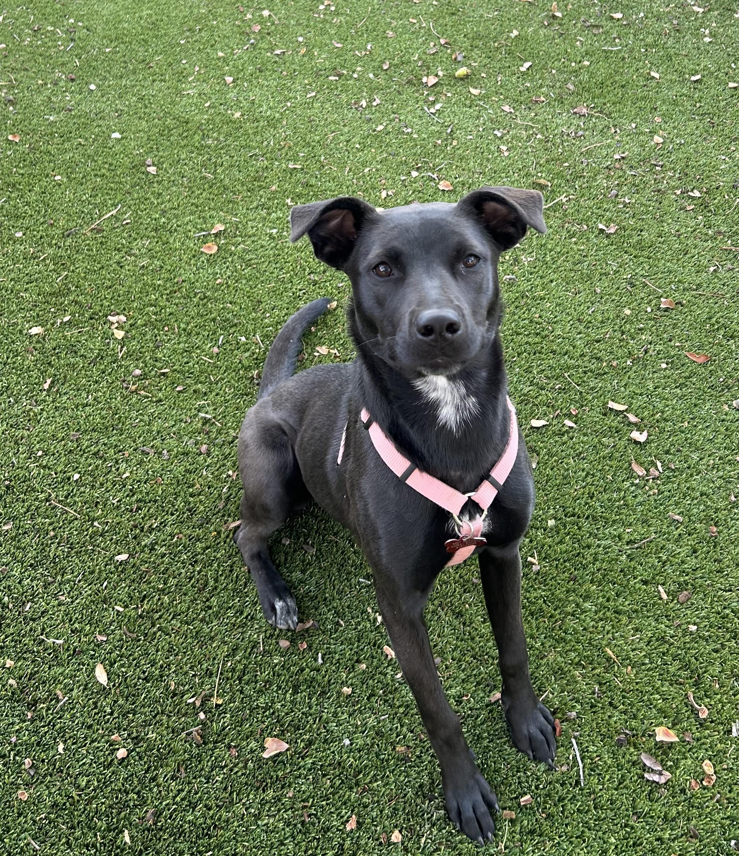 Enlarge Crush, a Adoptable mixed breed in Coppell, TX image 1/1
