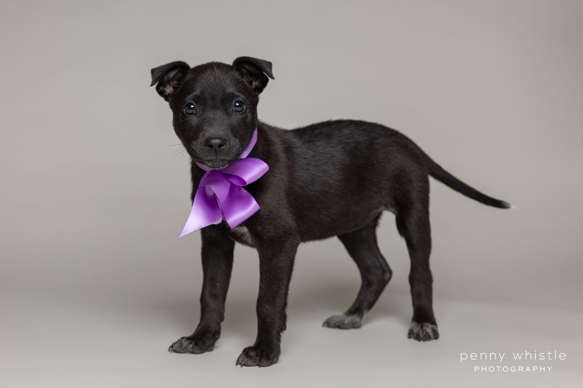 Crush, Adoptable, Puppy Female Australian Cattle Dog / Blue Heeler & Mixed Breed.