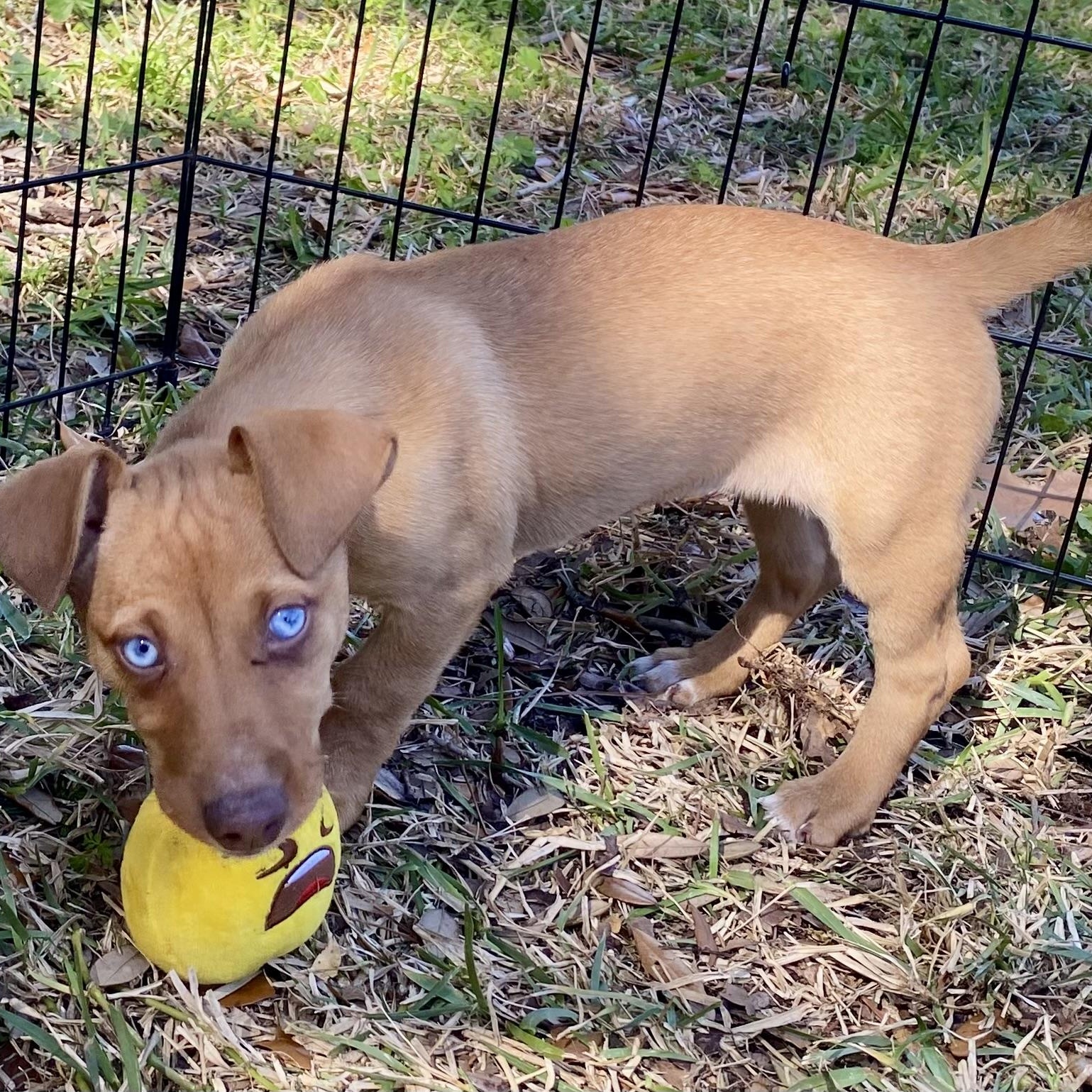 Hallie — thumbnail 2