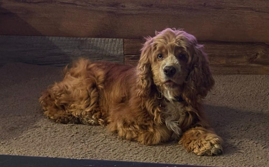 Lilly, Adoptable, Adult Female Cocker Spaniel.