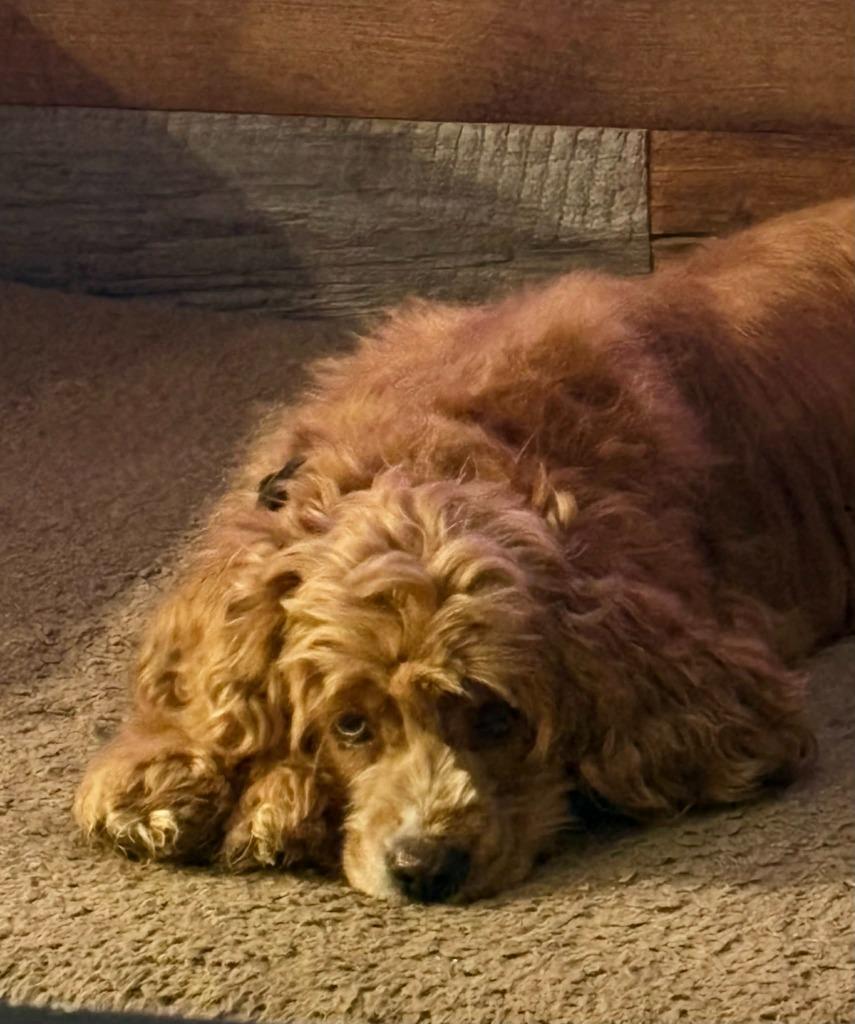 Enlarge Lilly, a Adoptable Cocker Spaniel in Toronto, ON image 2/5
