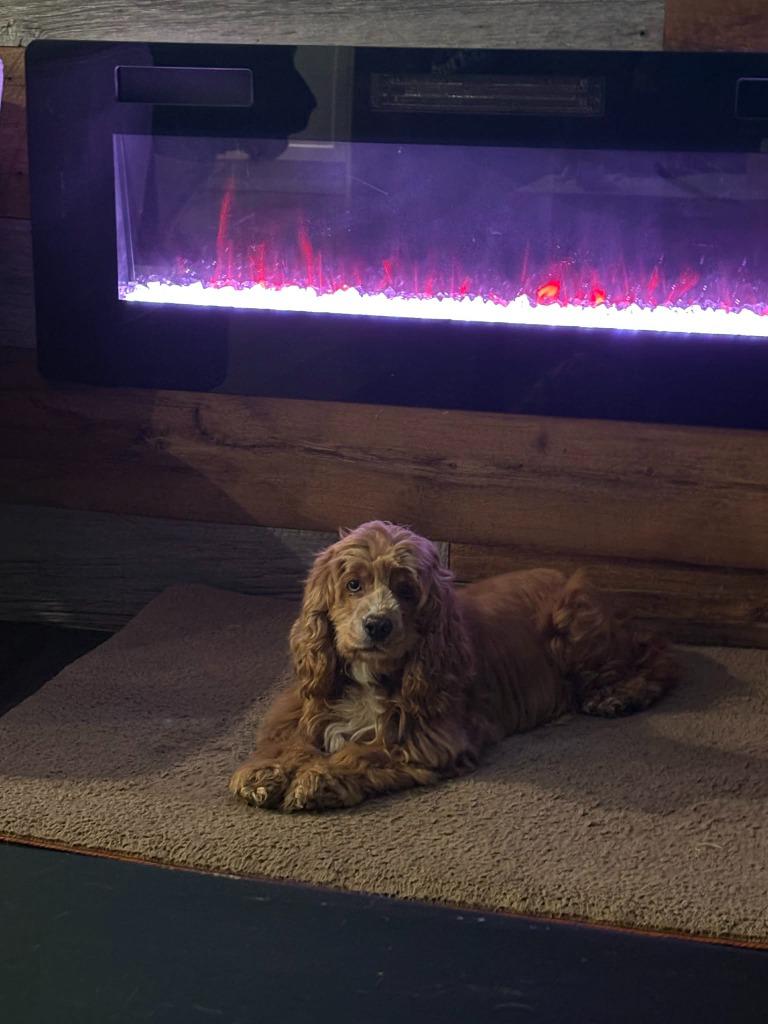 Enlarge Lilly, a Adoptable Cocker Spaniel in Toronto, ON image 3/5