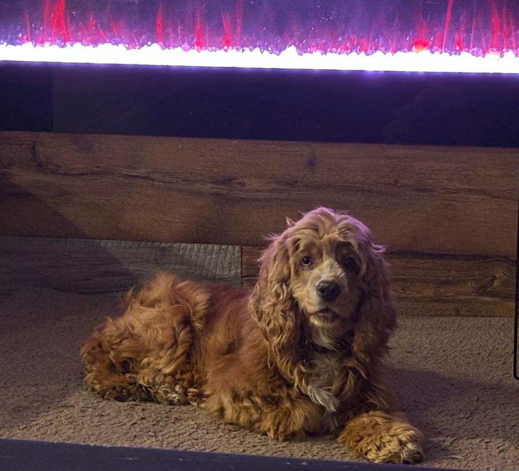 Enlarge Lilly, a Adoptable Cocker Spaniel in Toronto, ON image 4/5