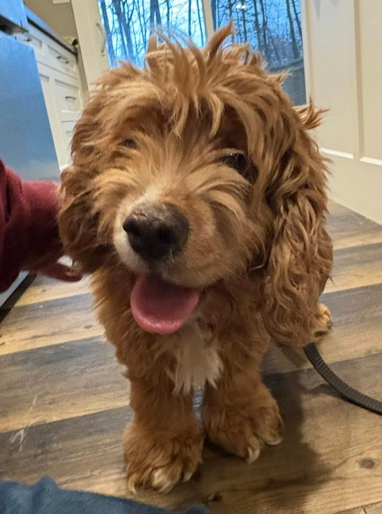 Enlarge Lilly, a Adoptable Cocker Spaniel in Toronto, ON image 5/5