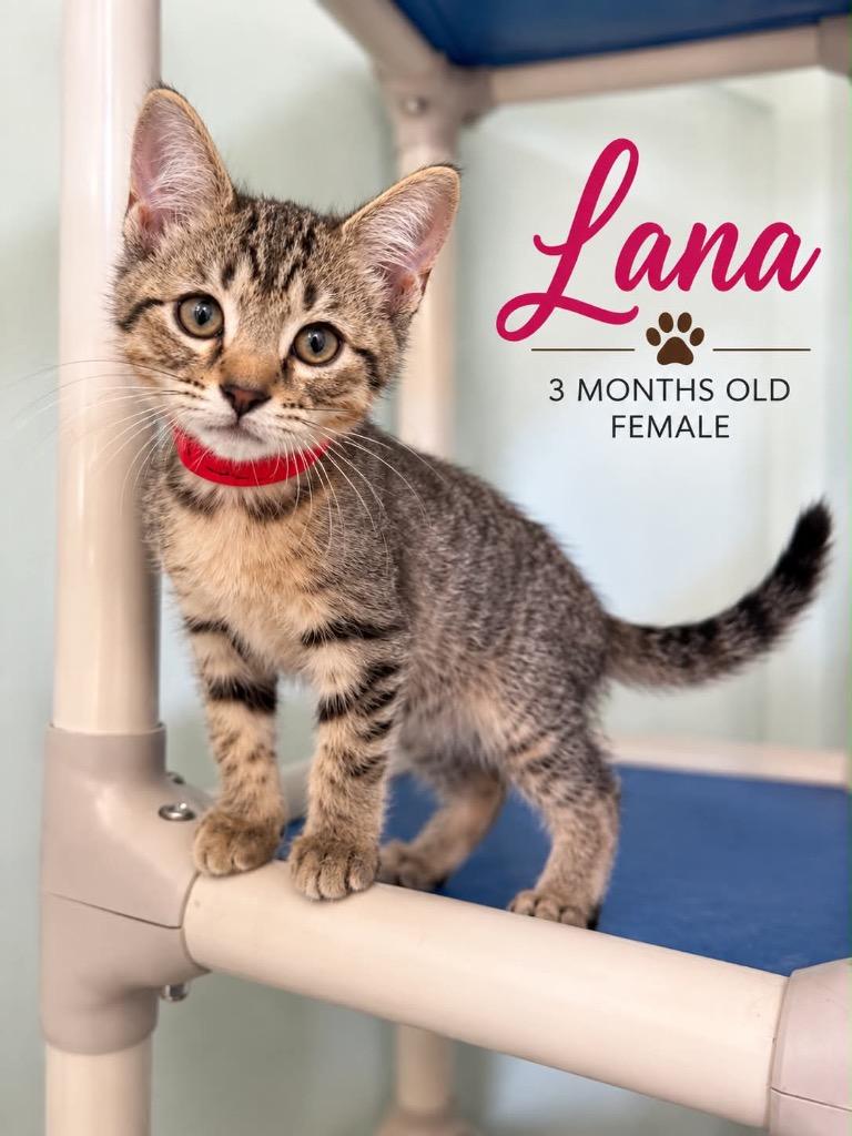 Enlarge Lana, a Adoptable mixed breed in Kingsland, GA image 1/1