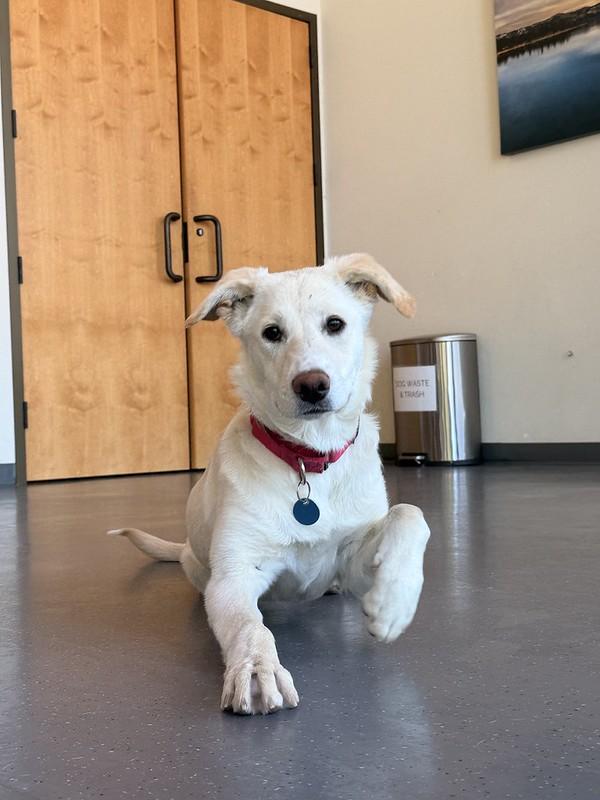 Enlarge Matilda, a ADOPTABLE Mixed Breed in Truckee, CA image 1/2
