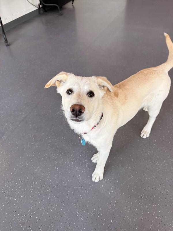 Enlarge Matilda, a ADOPTABLE Mixed Breed in Truckee, CA image 2/2