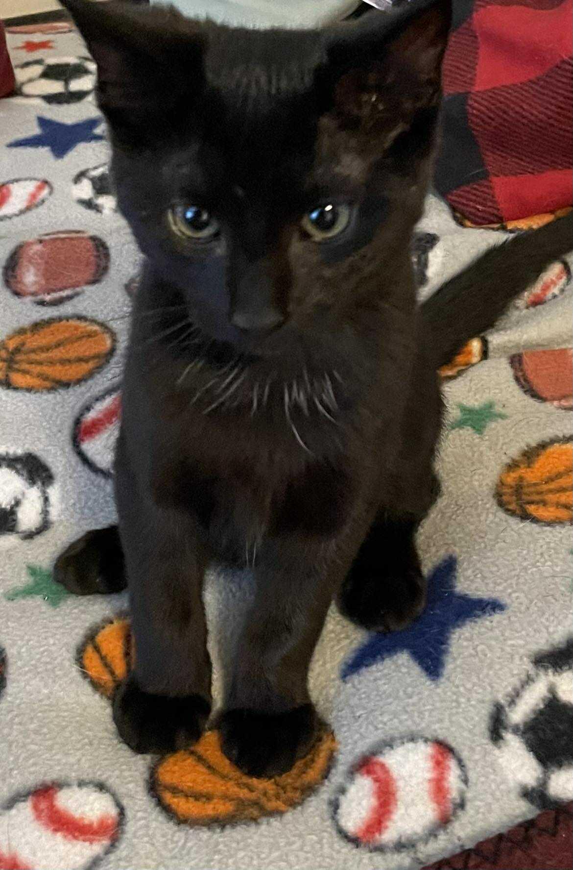Fury (foster kitten), Adopted, Kitten Male Domestic Short Hair.