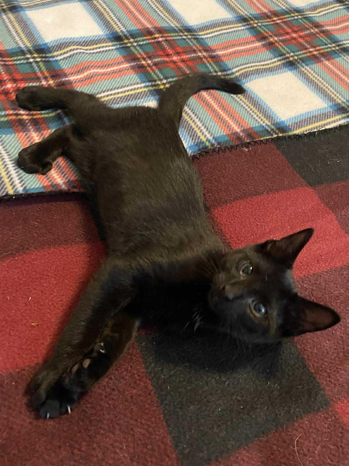 Enlarge Fury (foster kitten), a Adopted Domestic Short Hair in Gettysburg, PA image 2/2