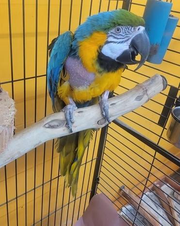 Enlarge Indigo Birdie, a Adoptable Macaw in Edgerton, WI image 1/1