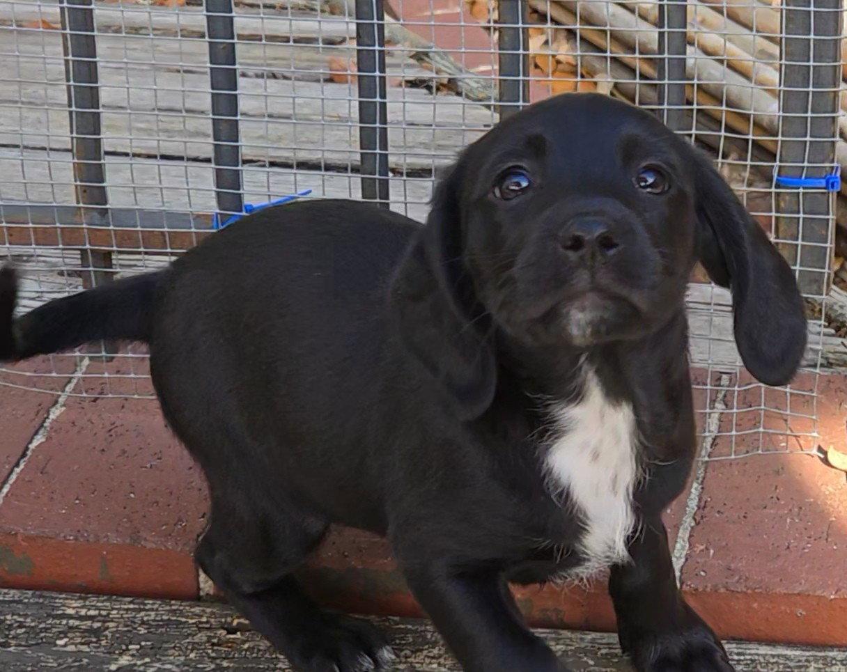 Eleven's pup Rainbow, Adopted, Puppy Female Black Labrador Retriever & Beagle.