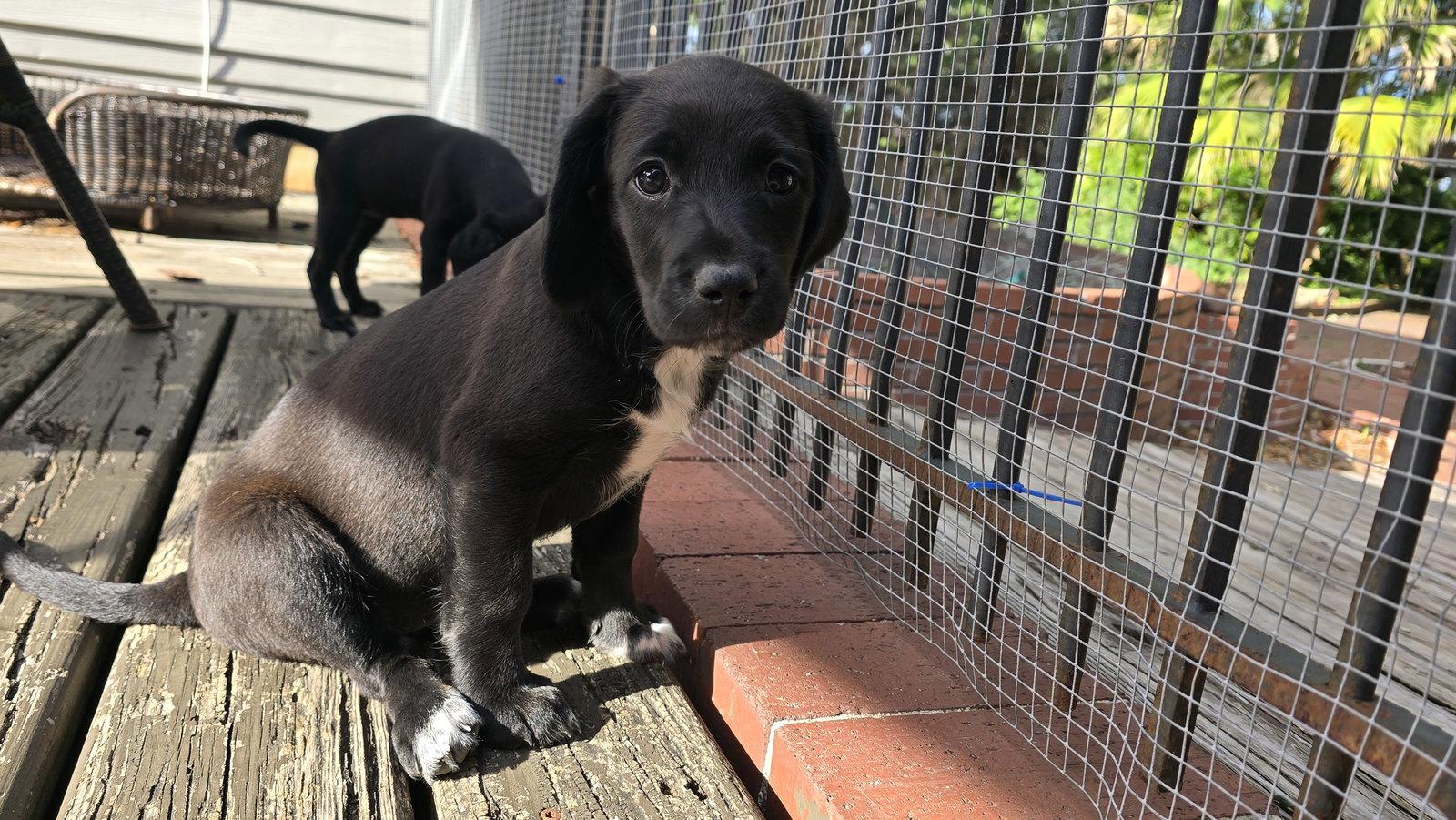 Enlarge Eleven's pup Rainbow, a Adopted mixed breed in Tampa, FL image 2/2