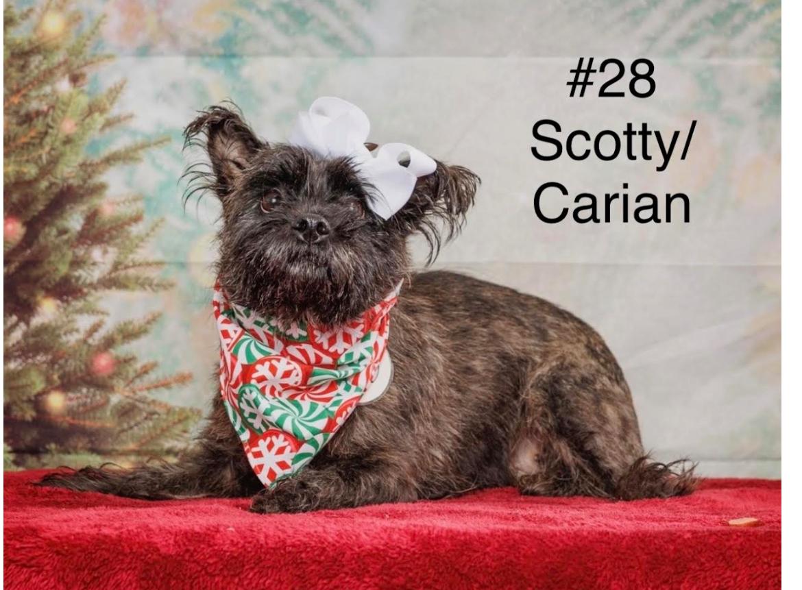 Suzy cs (I’m a senior), Adoptable, Senior Female Cairn Terrier & Scottish Terrier.