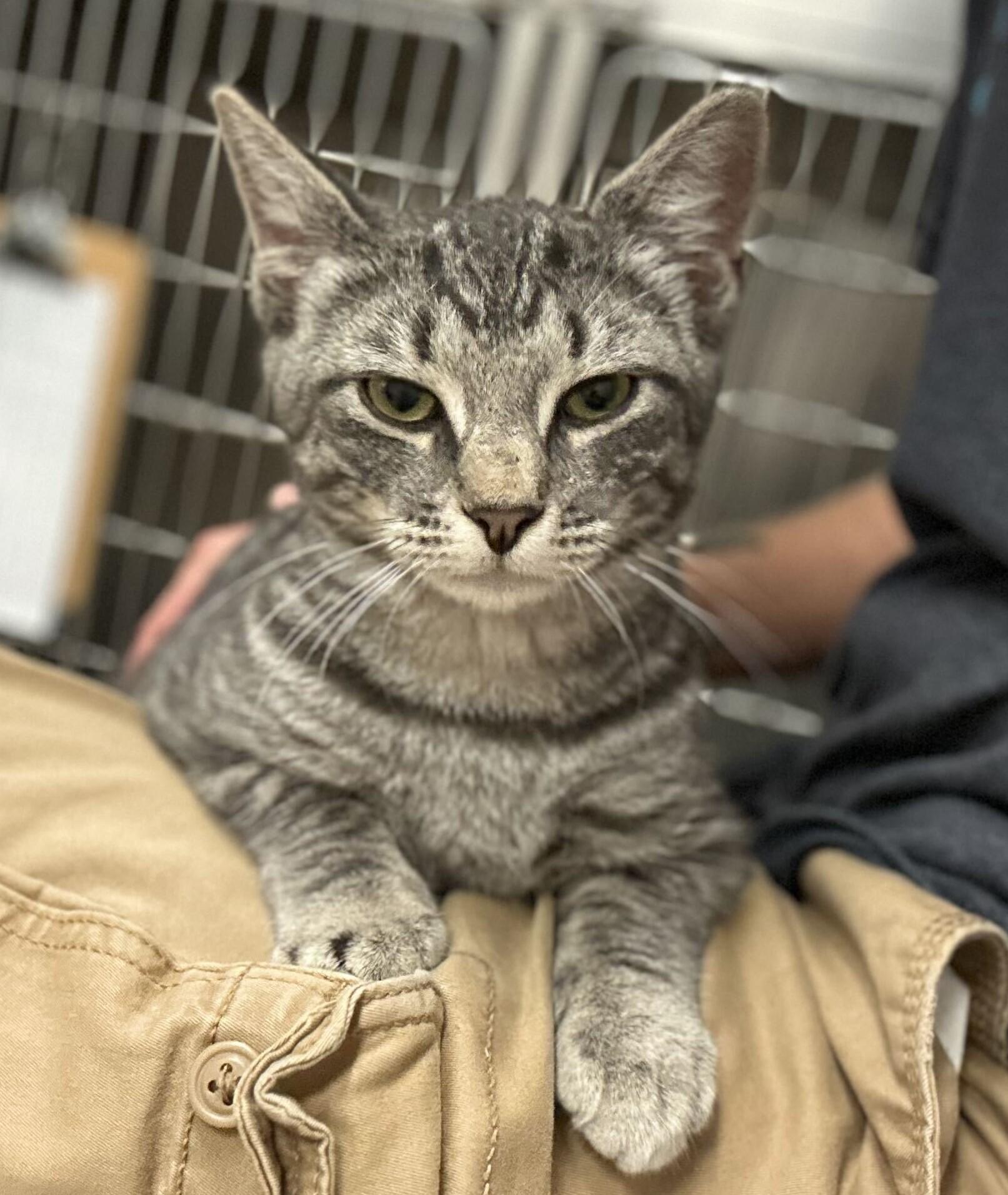 Enlarge Jagger, a Adoptable Domestic Short Hair in Nantucket, MA image 3/3