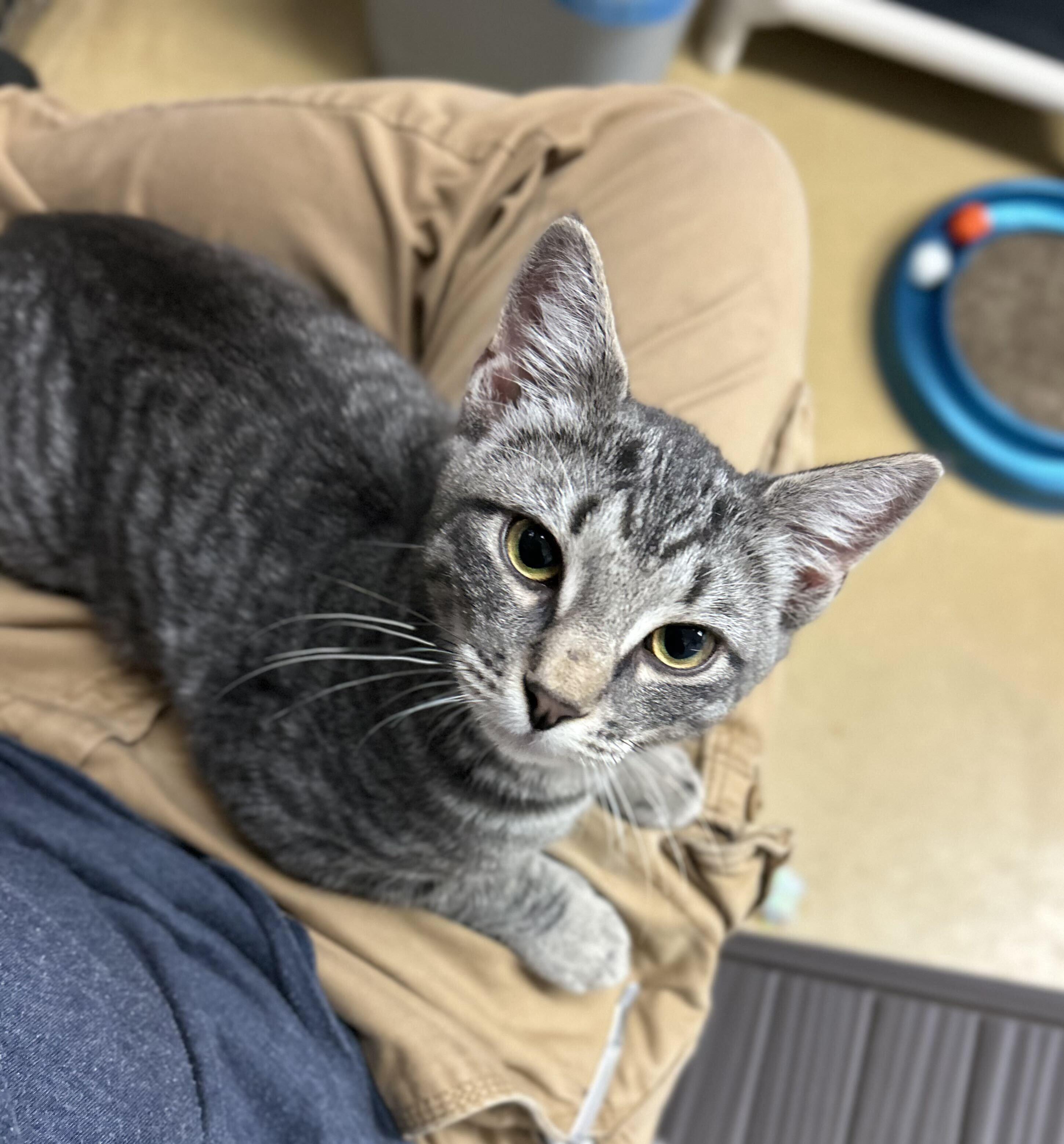 Jagger, Adoptable, Young Male Domestic Short Hair.