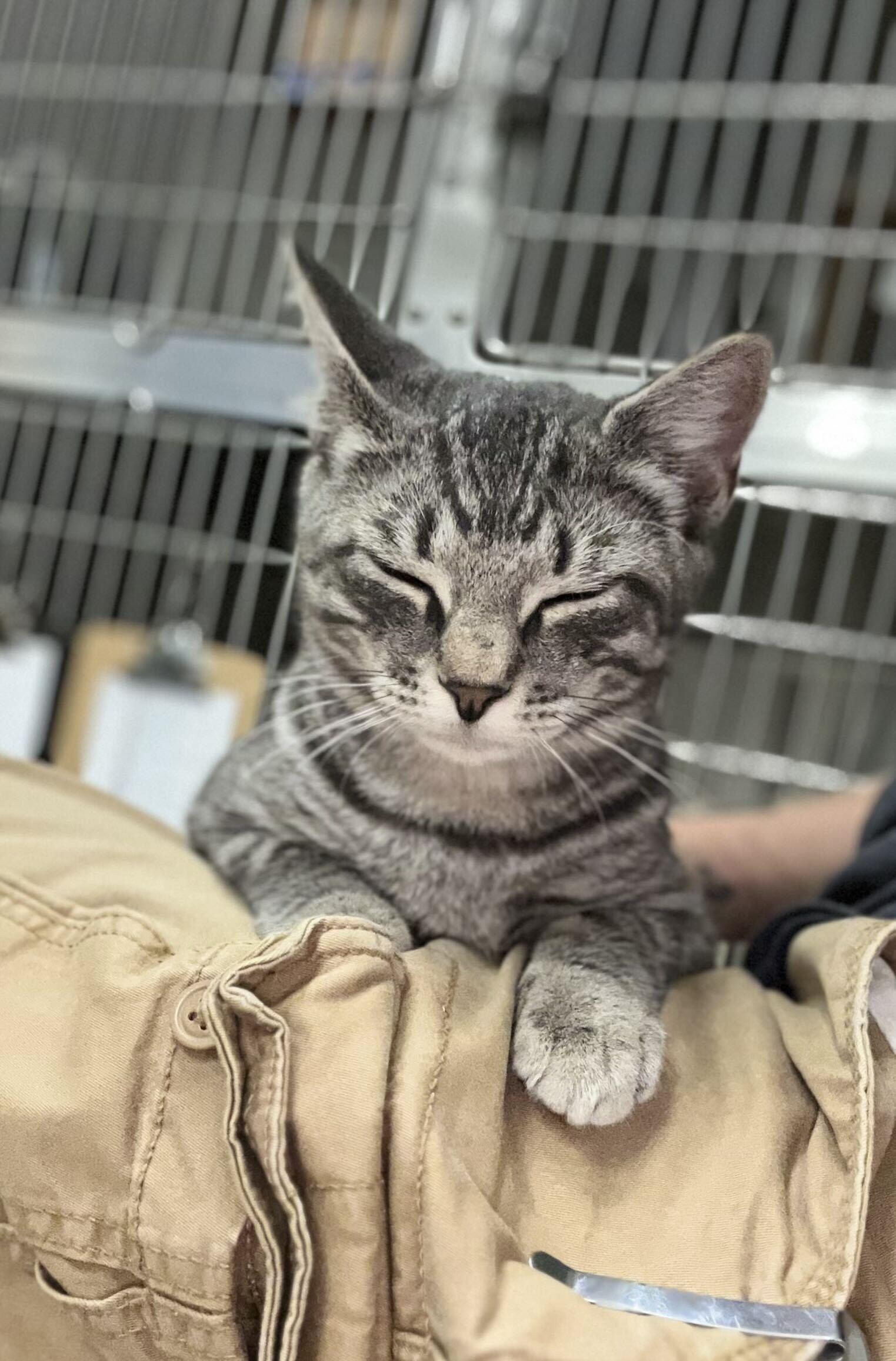 Enlarge Jagger, a Adoptable Domestic Short Hair in Nantucket, MA image 2/3