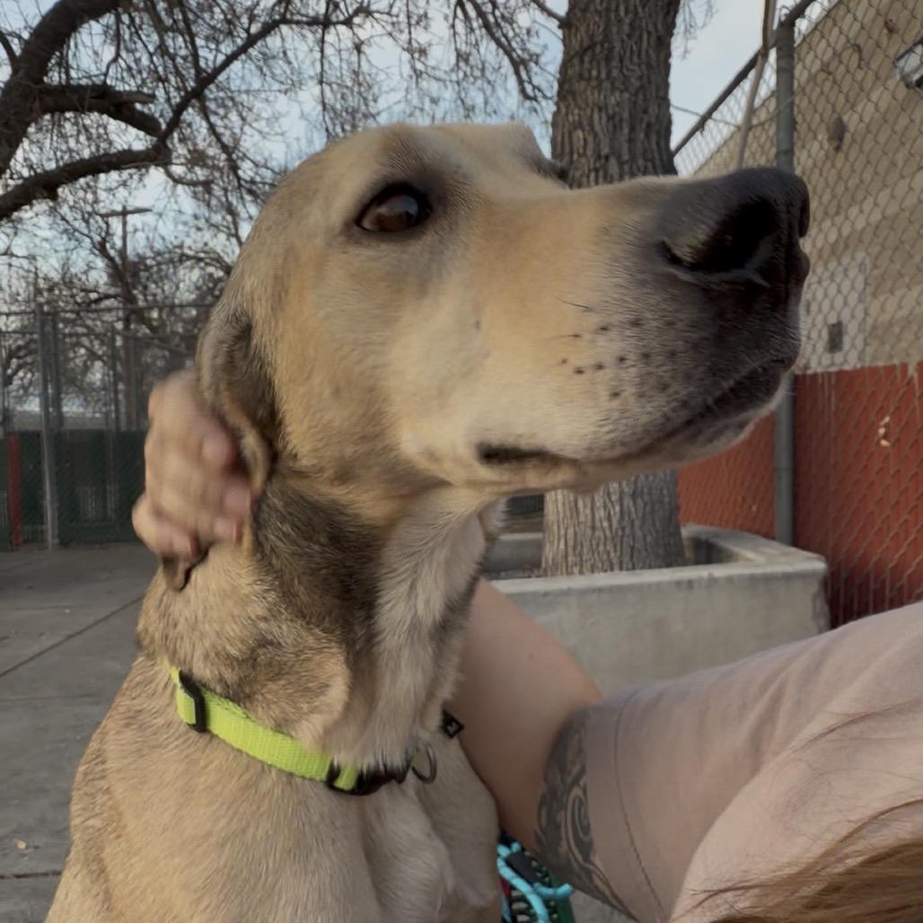 Roscoe, Adoptable, Adult Male Mountain Cur & Mixed Breed.
