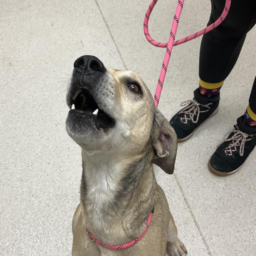 Roscoe, a Adoptable mixed breed in Murray, UT image 2/6