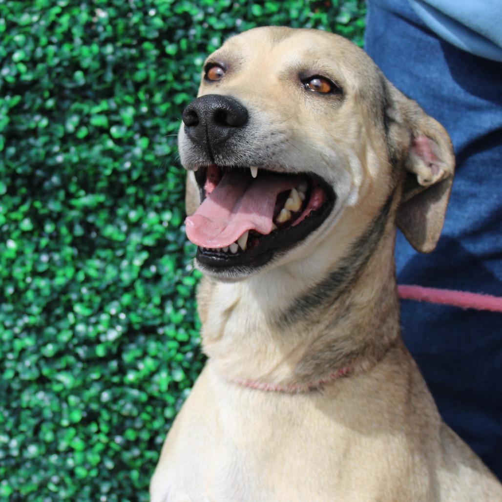 Roscoe, a Adoptable mixed breed in Murray, UT image 3/6
