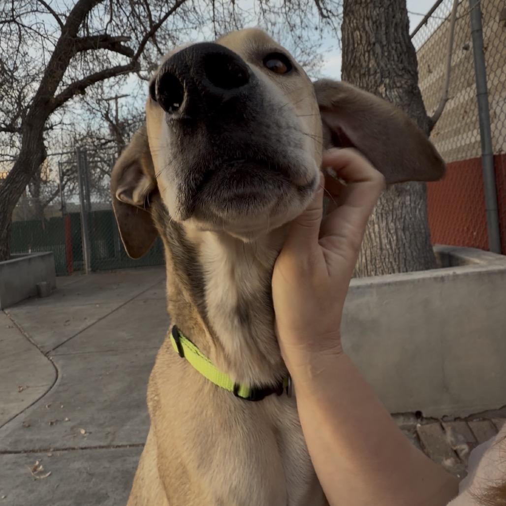 Roscoe, a Adoptable mixed breed in Murray, UT image 4/6
