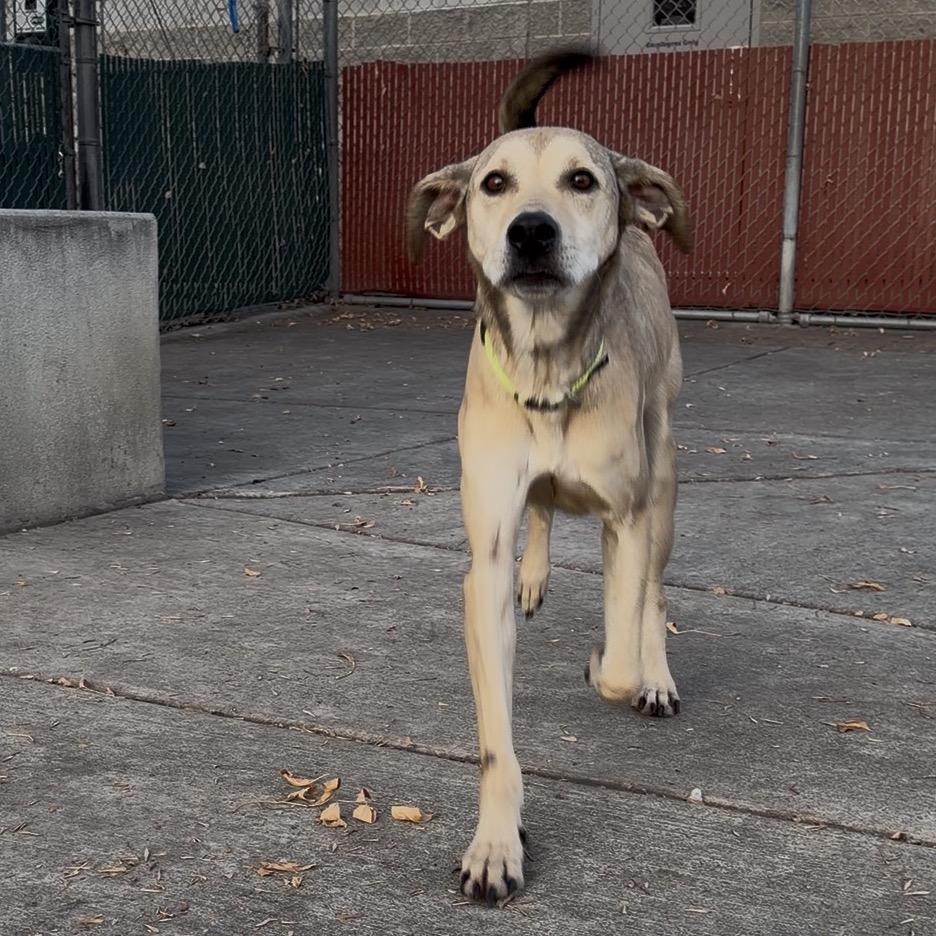 Roscoe, a Adoptable mixed breed in Murray, UT image 5/6