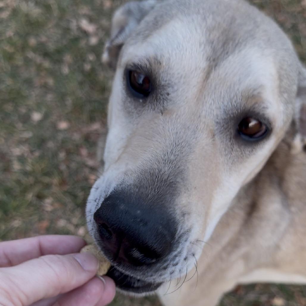 Roscoe, a Adoptable mixed breed in Murray, UT image 6/6