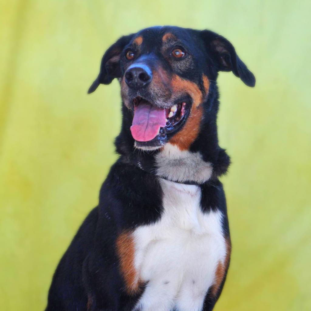 Fury JuM aka Rocky, Adult Male Doberman Pinscher