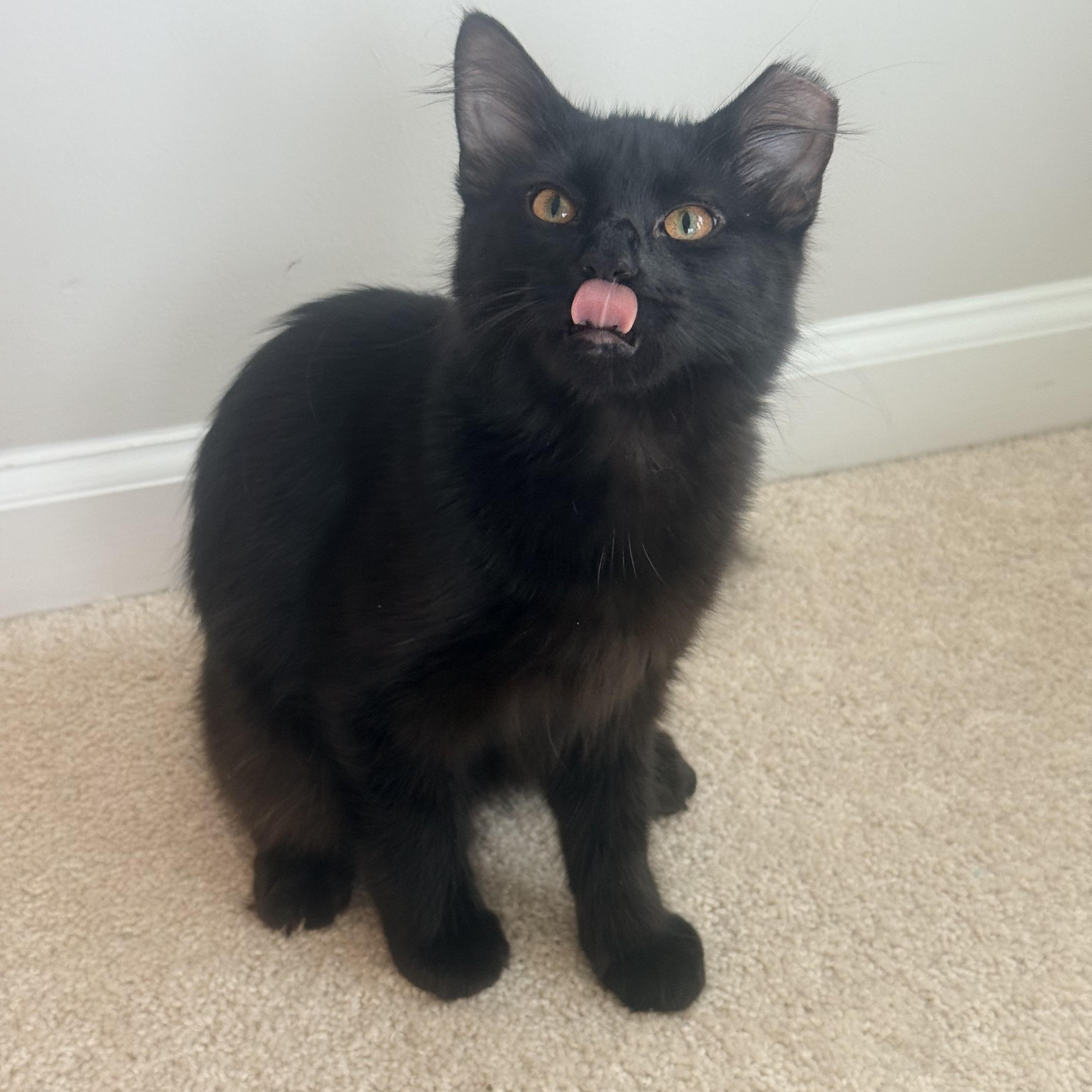 Annie Oakley & Buffalo Bill, a ADOPTABLE Domestic Medium Hair in Leesburg, VA image 2/6