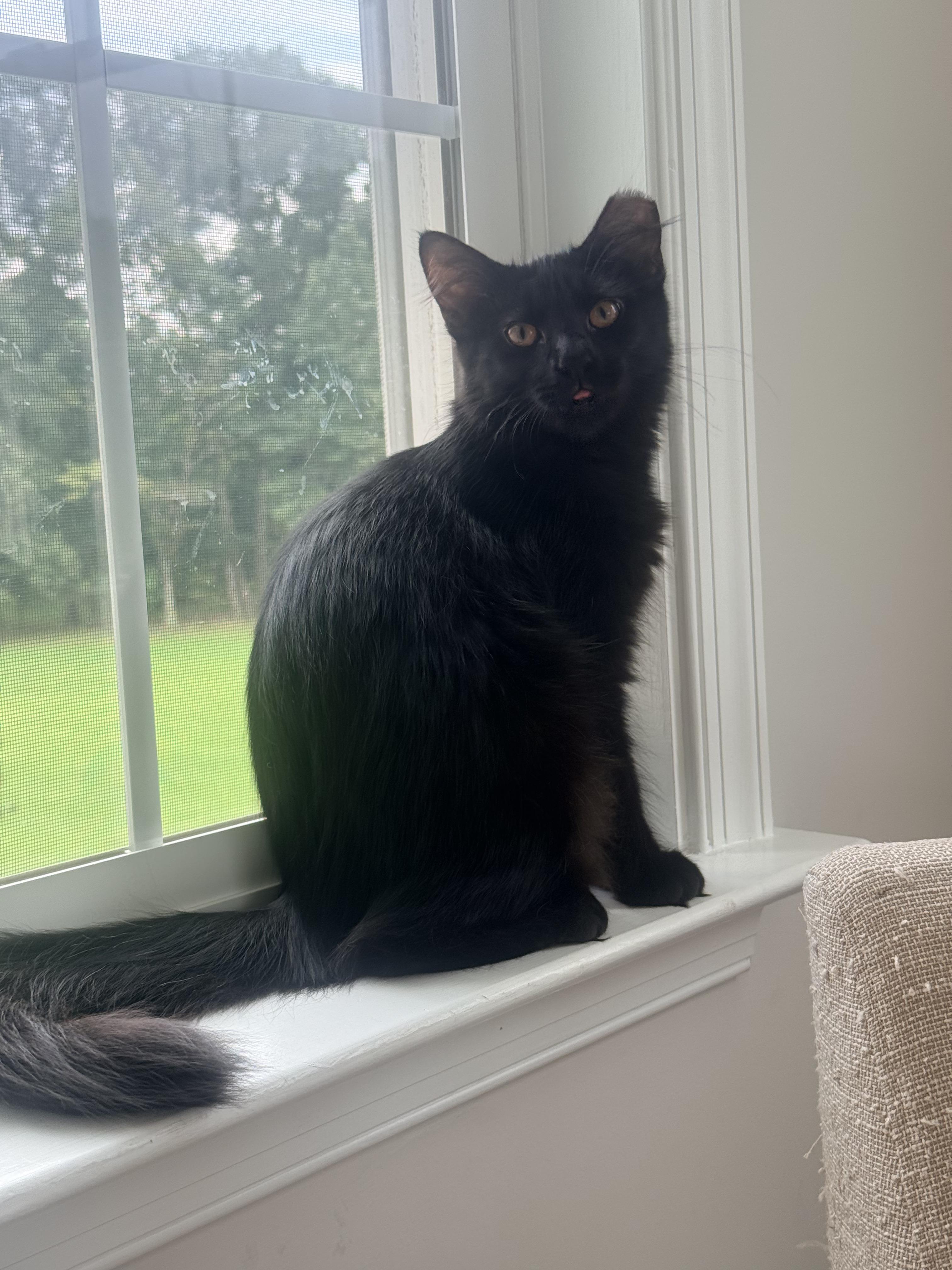 Annie Oakley & Buffalo Bill, a ADOPTABLE Domestic Medium Hair in Leesburg, VA image 1/6