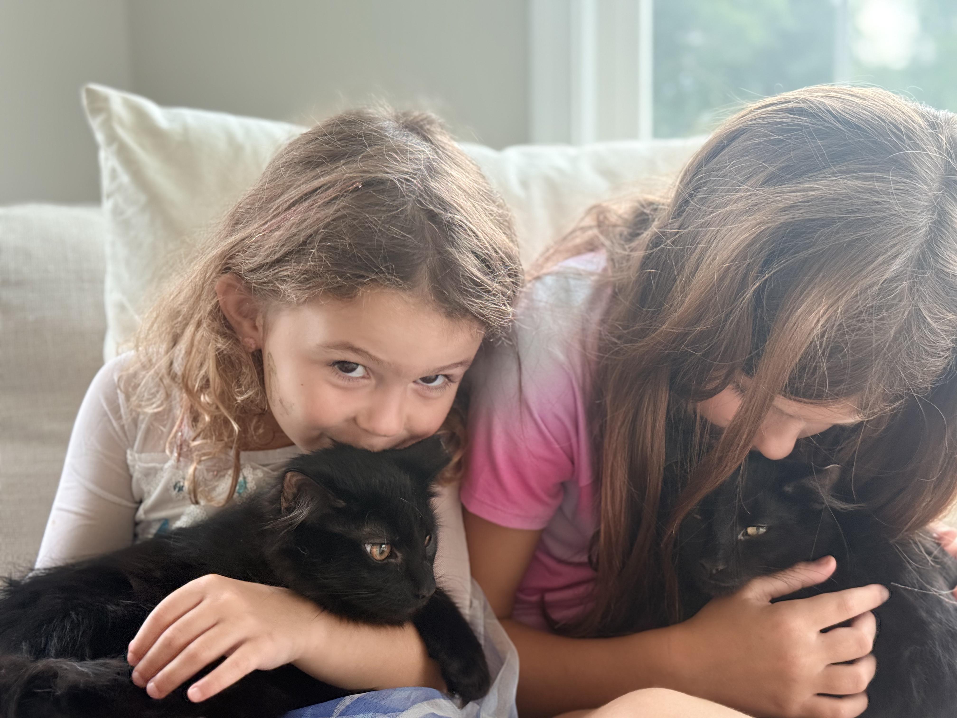 Annie Oakley & Buffalo Bill, a ADOPTABLE Domestic Medium Hair in Leesburg, VA image 5/6