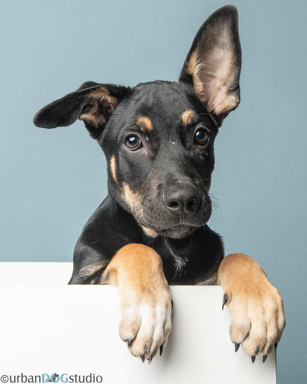 Tater - M, Adoptable, Young Male Australian Kelpie & Shepherd.