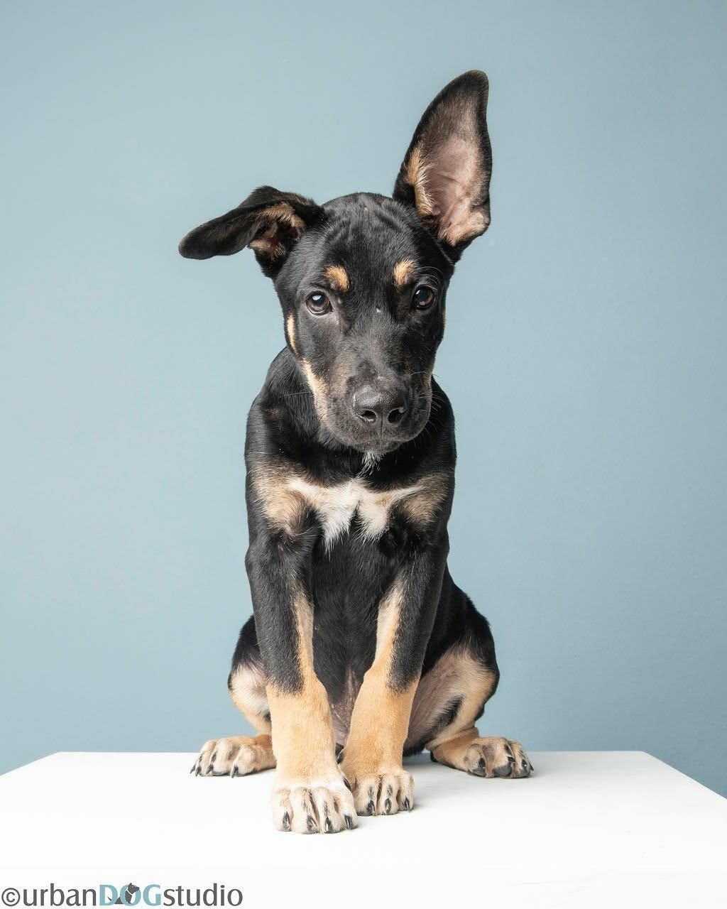 Tater - M, a Adoptable mixed breed in Tampa, FL image 2/3