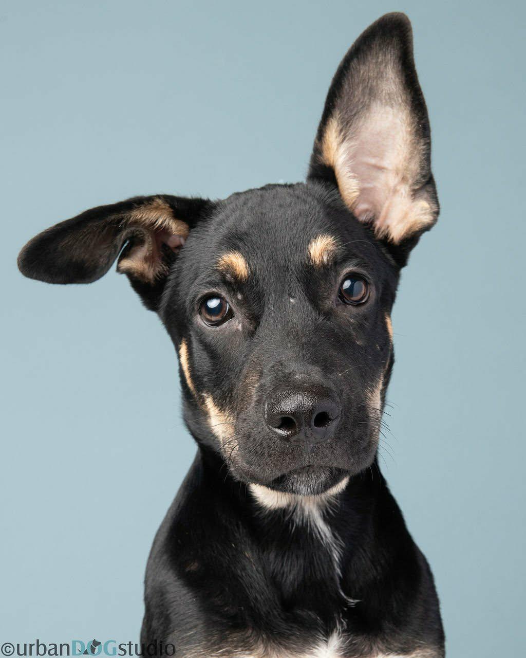 Tater - M, a Adoptable mixed breed in Tampa, FL image 3/3