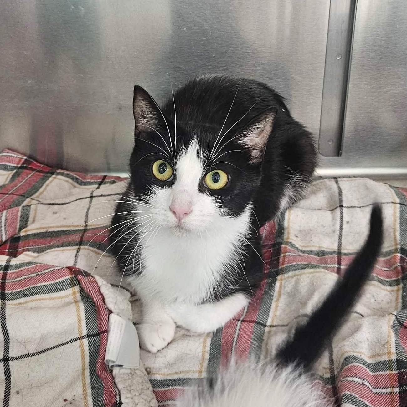 Margarita, Adoptable, Young Female Domestic Short Hair.