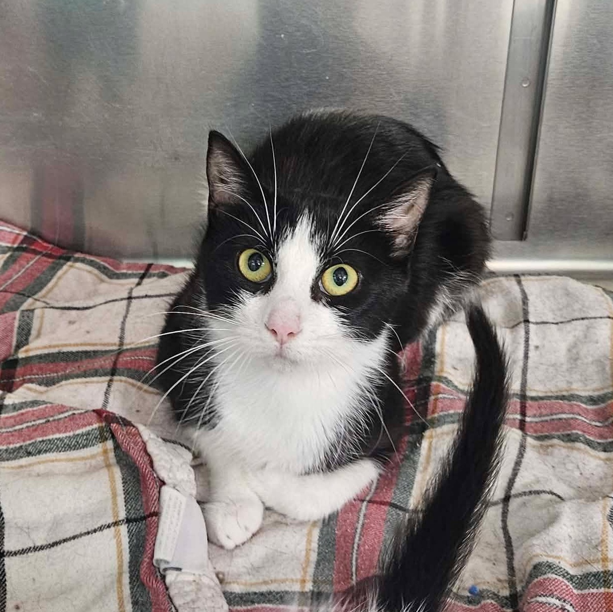 Margarita, a Adoptable Domestic Short Hair in Richboro, PA image 3/3