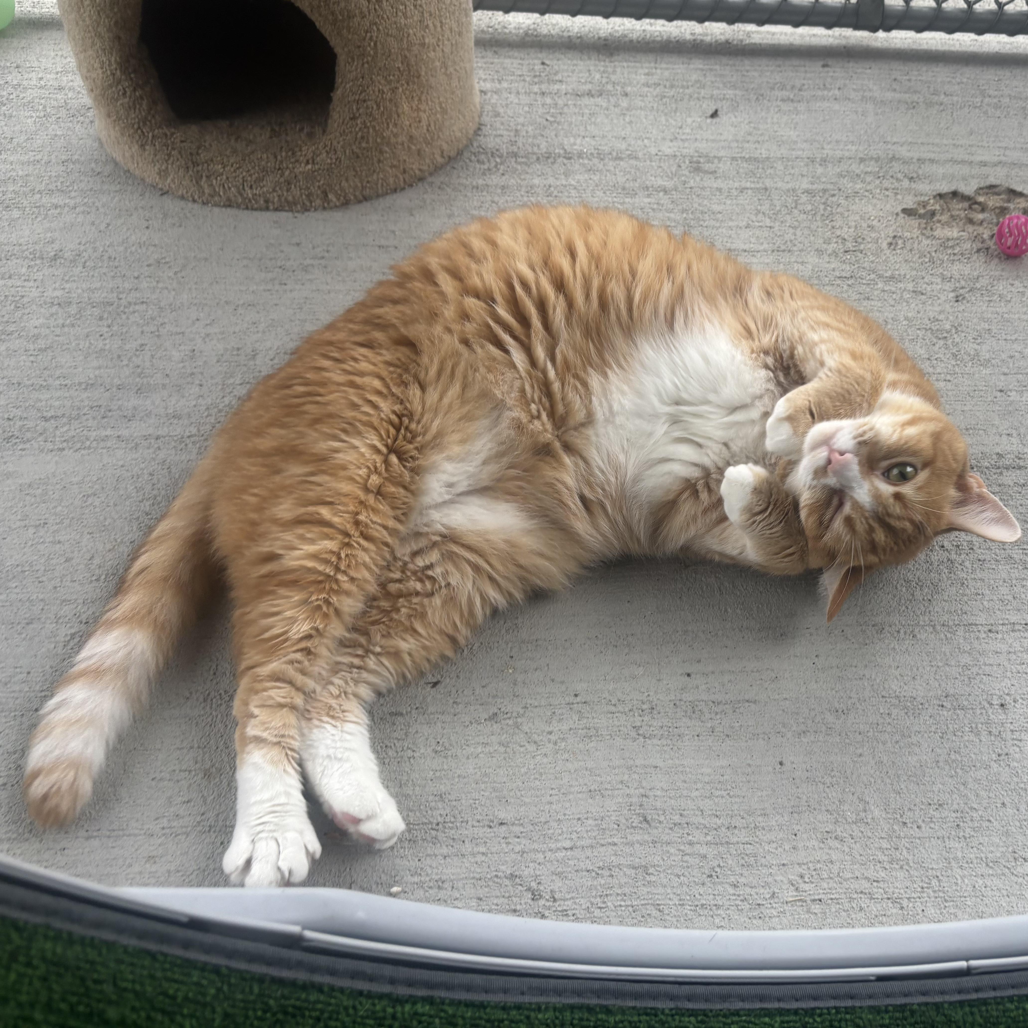 Enlarge Madison, a Adoptable Domestic Medium Hair in Waynesburg, PA image 2/5