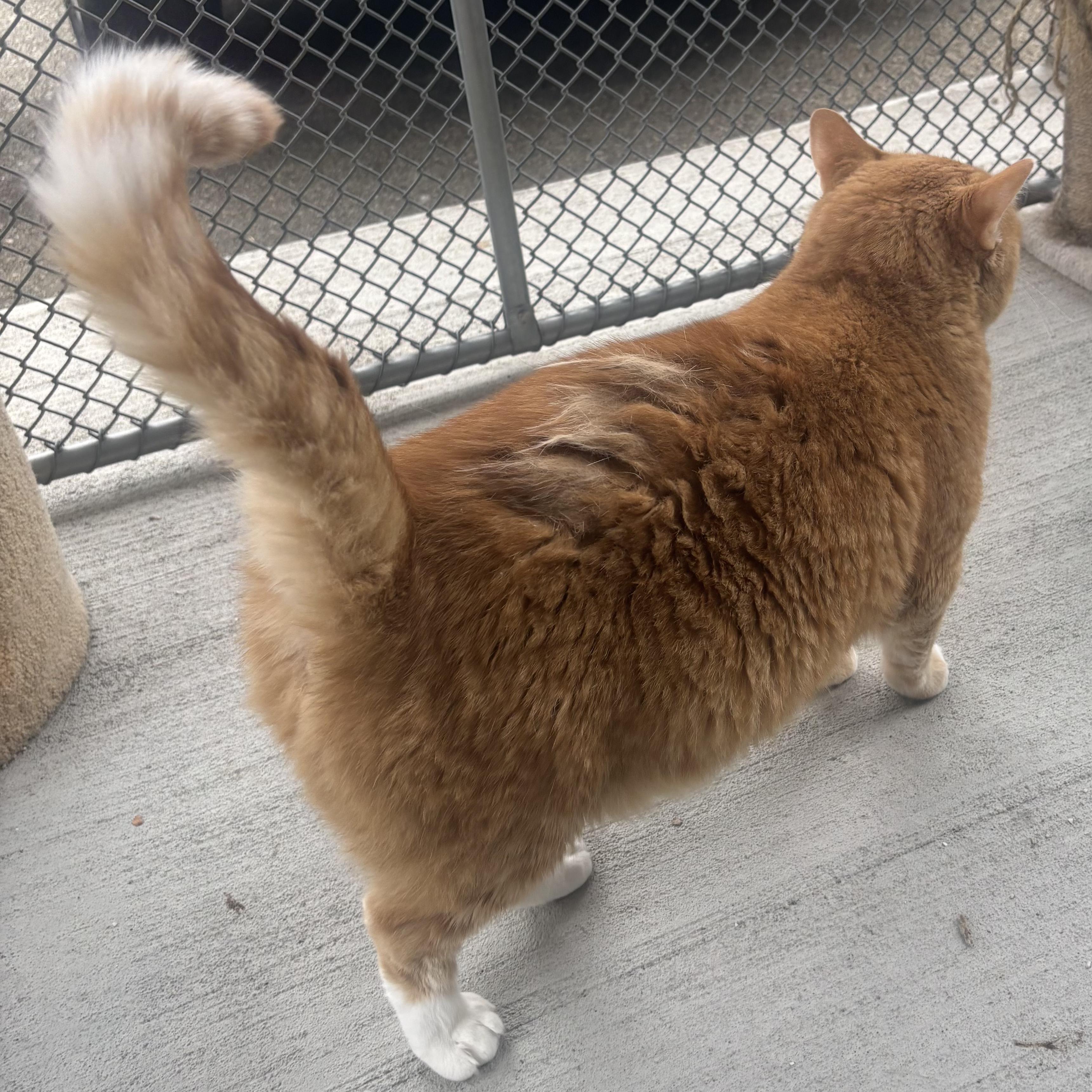 Enlarge Madison, a Adoptable Domestic Medium Hair in Waynesburg, PA image 3/5