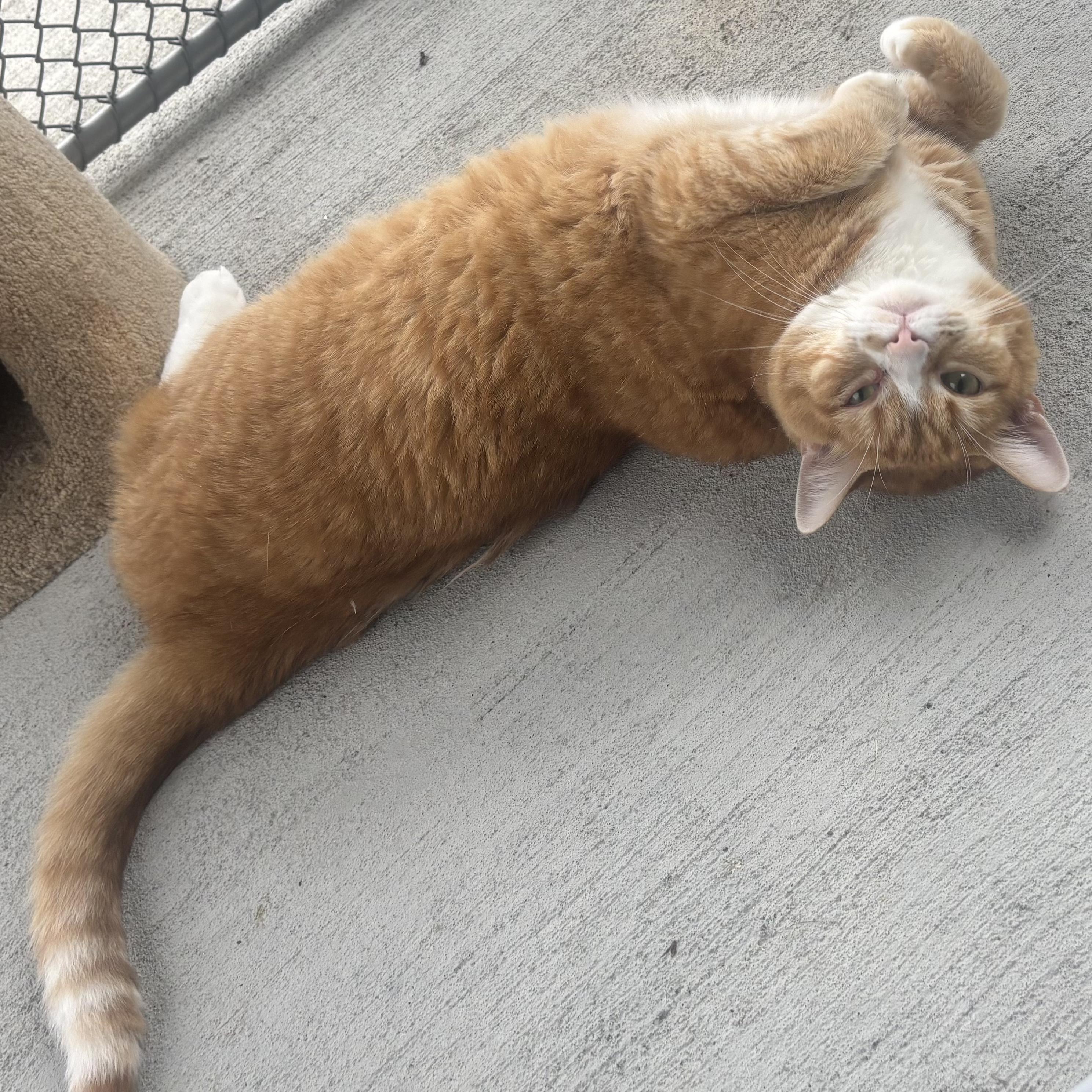 Enlarge Madison, a Adoptable Domestic Medium Hair in Waynesburg, PA image 4/5