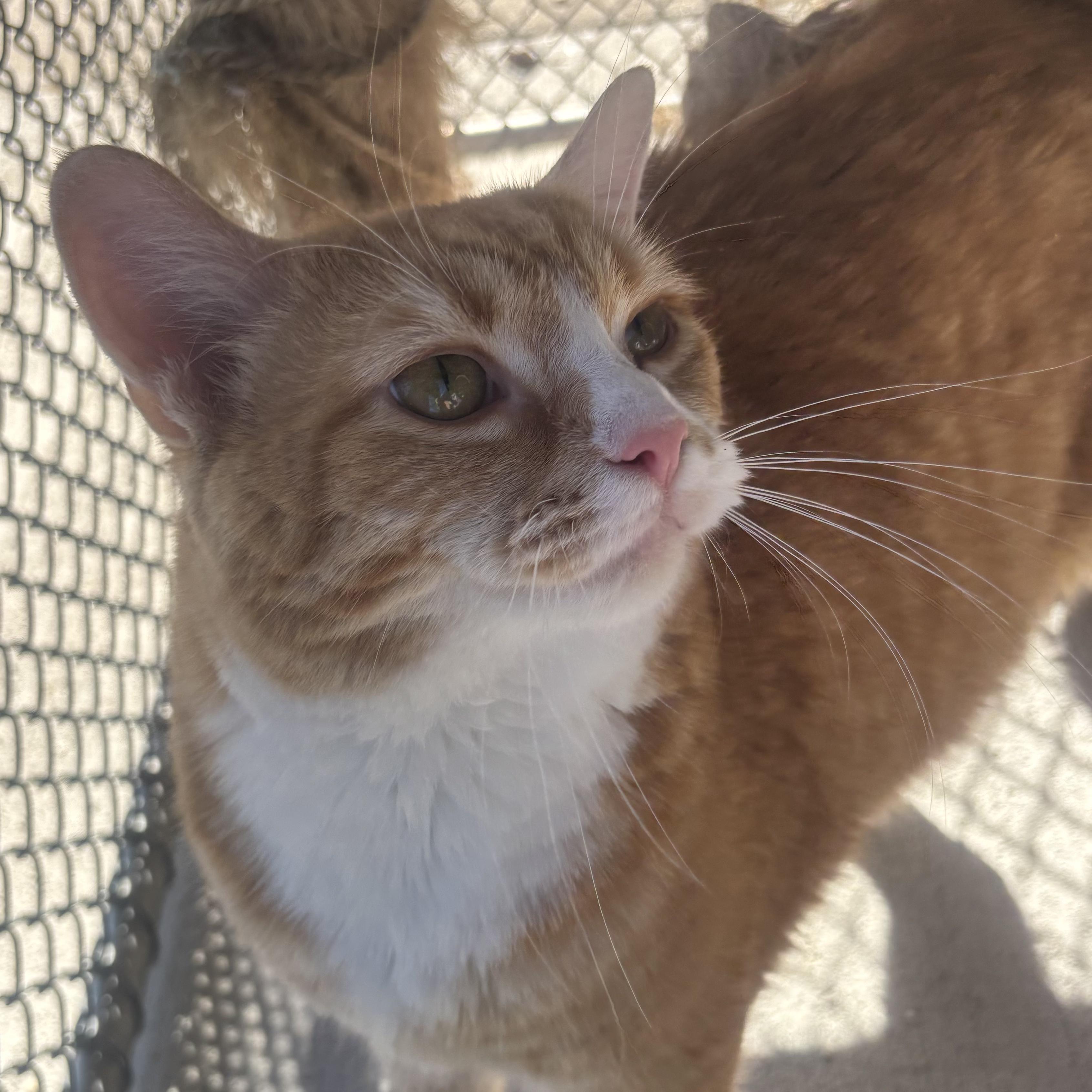 Enlarge Madison, a Adoptable Domestic Medium Hair in Waynesburg, PA image 1/5