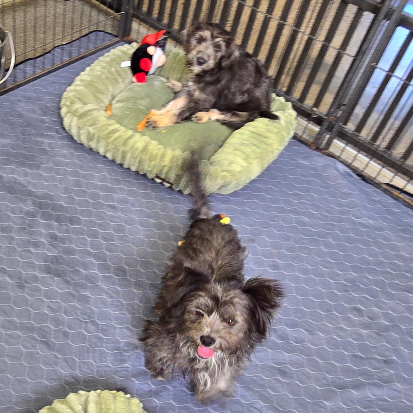 Carol G, a Adoptable mixed breed in Stockton, CA image 4/5