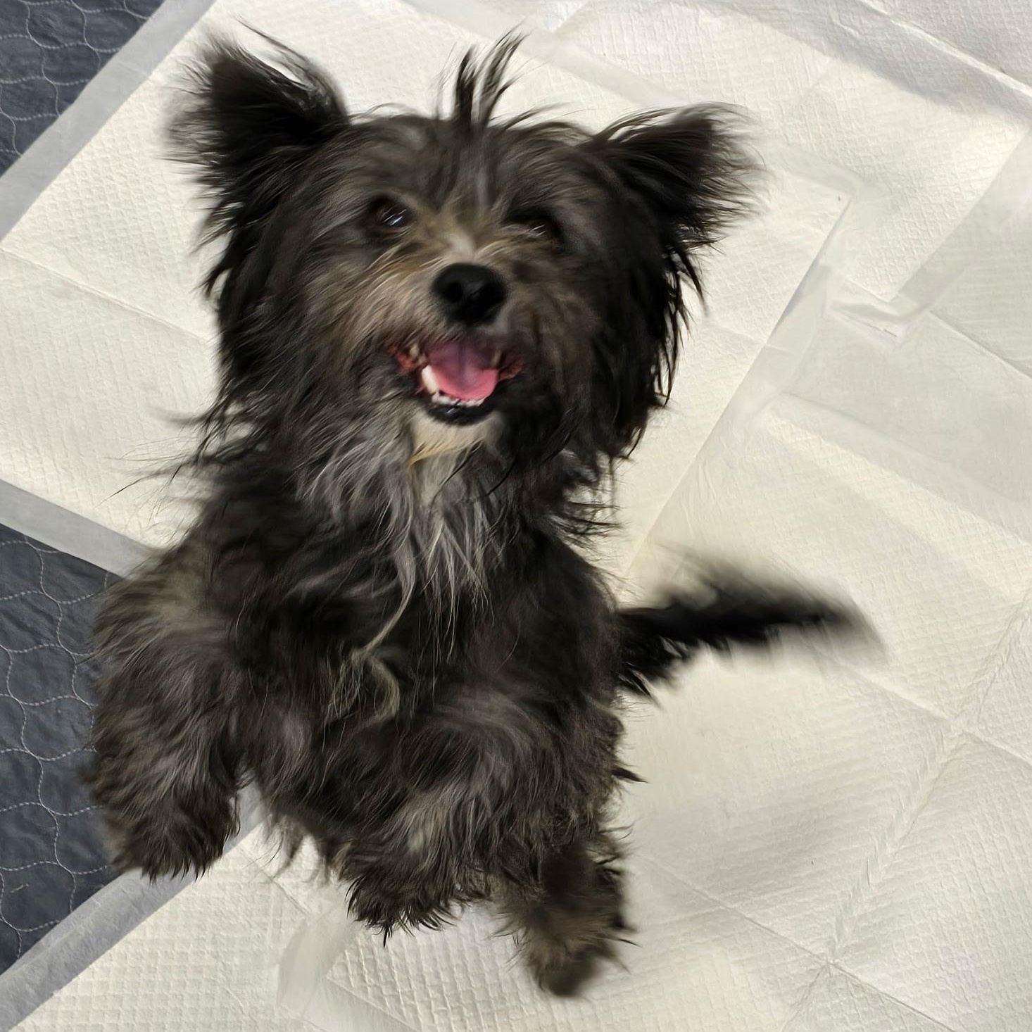 Carol G, Adoptable, Young Female Terrier.