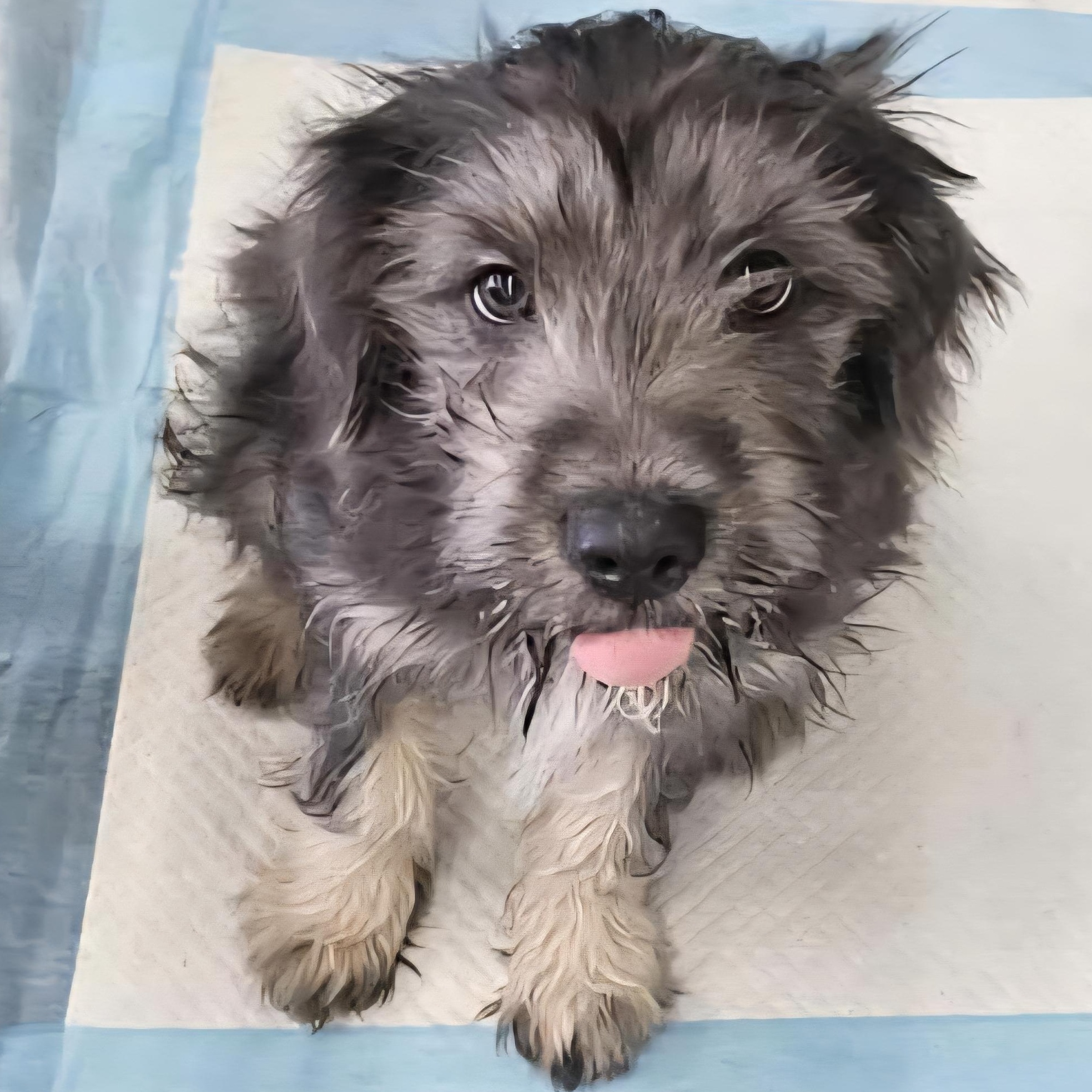 Carol G, a Adoptable mixed breed in Stockton, CA image 2/5