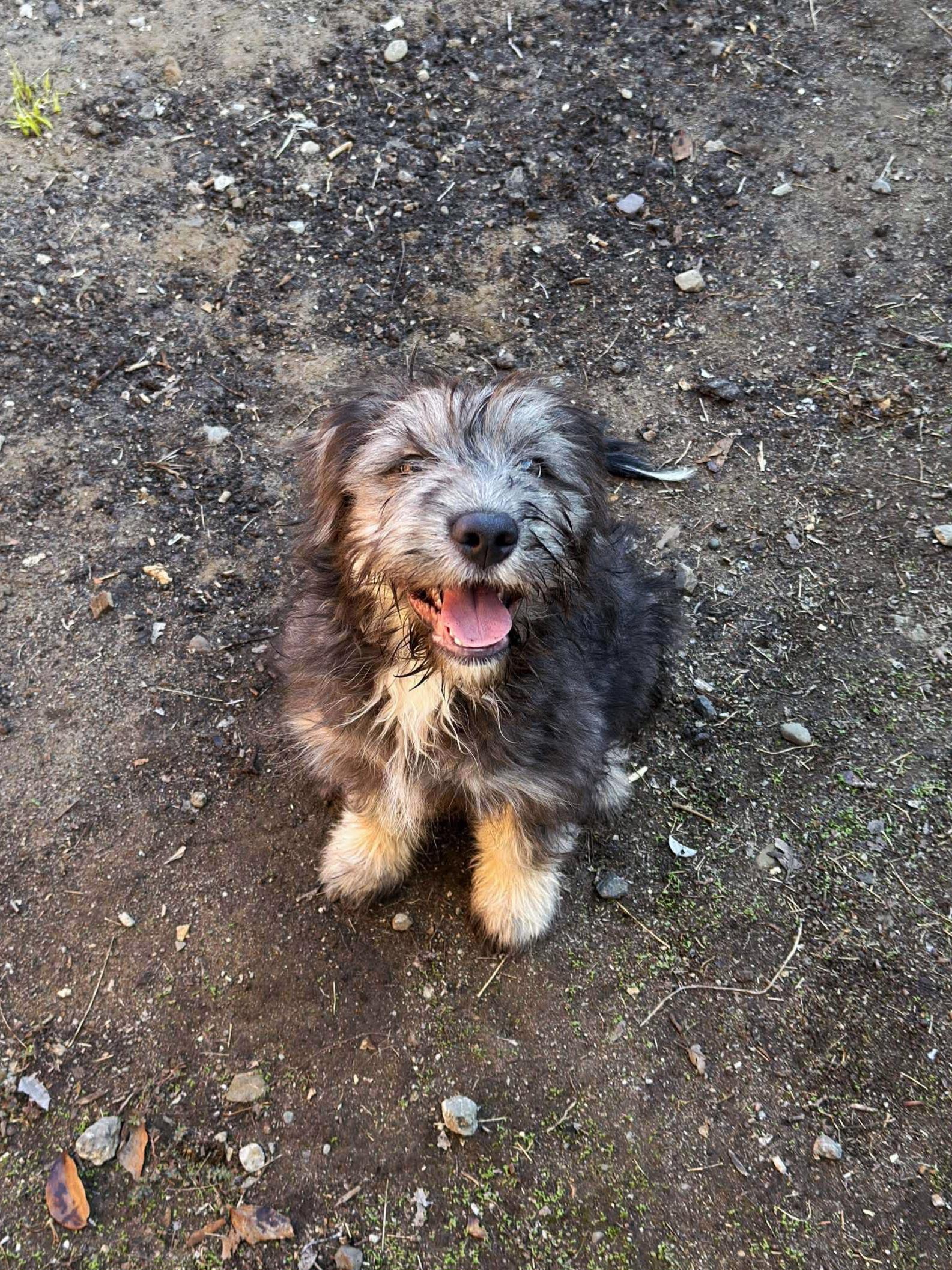 Carol G, a Adoptable mixed breed in Stockton, CA image 3/5