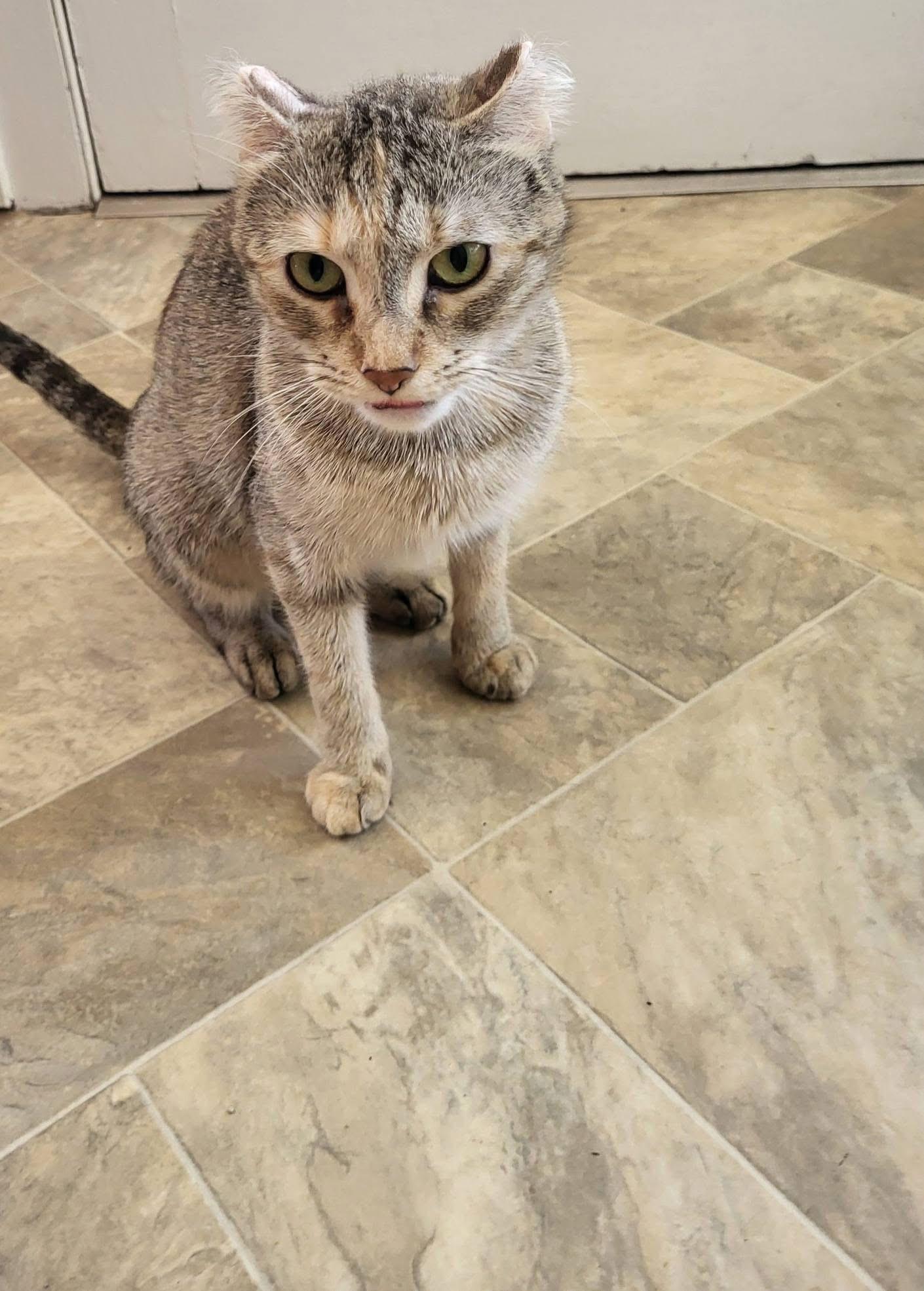 Coco, a ADOPTABLE Domestic Short Hair in Enfield, CT image 1/3