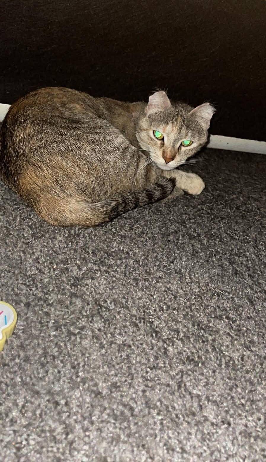 Coco, a ADOPTABLE Domestic Short Hair in Enfield, CT image 2/3