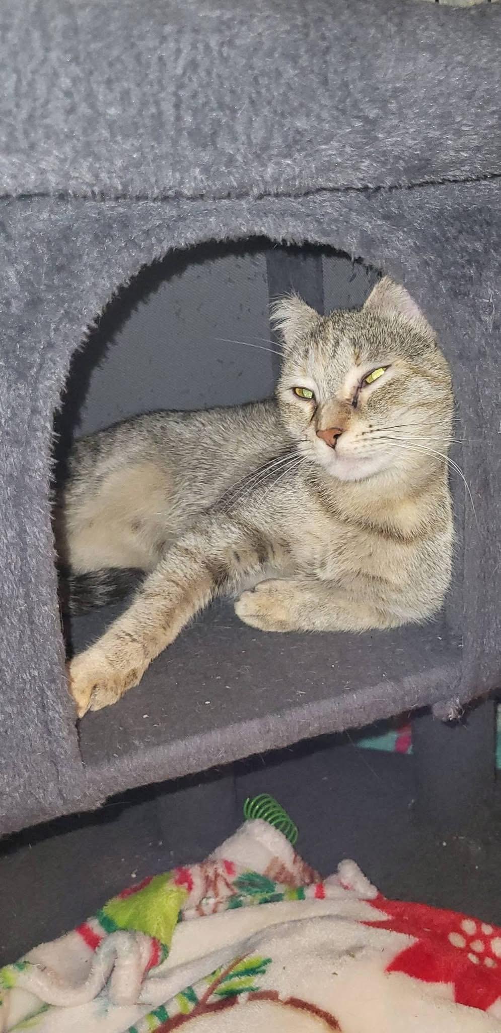 Coco, a ADOPTABLE Domestic Short Hair in Enfield, CT image 3/3