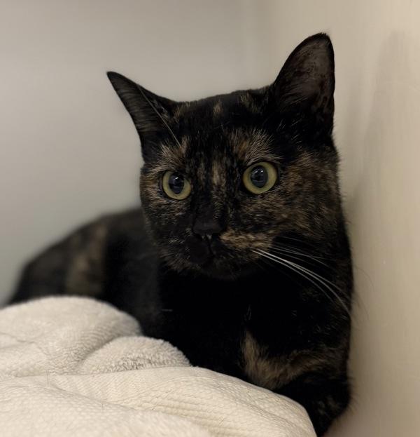 Bernadette, Adoptable, Young Female Domestic Medium Hair.